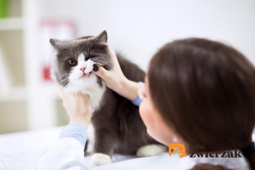 Kot u weterynarza podczas przeglądu zębów oraz dlaczego kotu śmierdzi z pyska