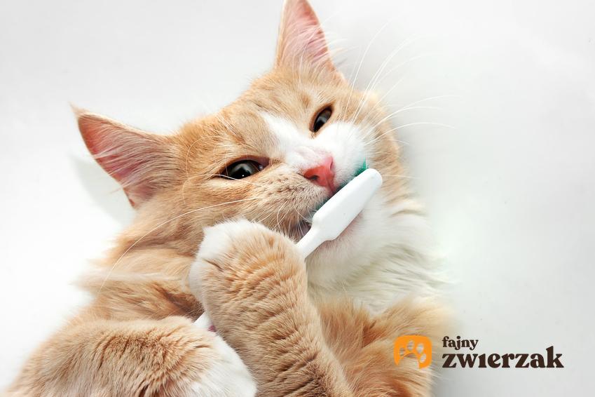 Kot myjący zęby szczoteczką, a także informacje, dlaczego kotu śmierdzi z pyska
