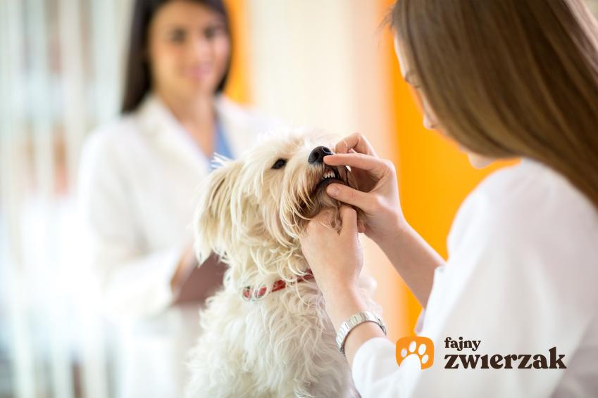 Pies podczas wizyty u weterynarza, a także brzydki zapach z pyska psa i przyczyny