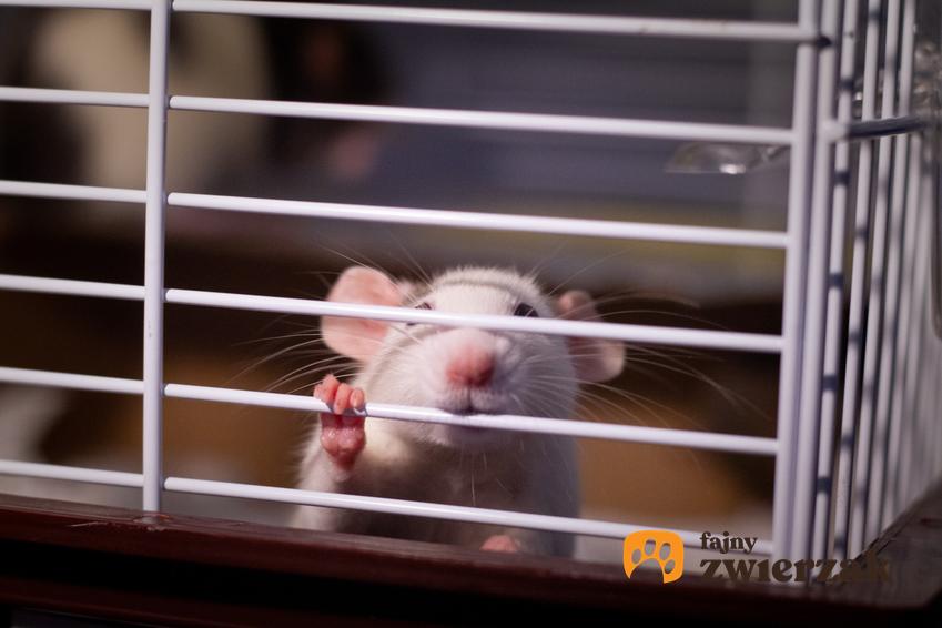 Szczur w klatce, a także klatka dla szczura domowego, jej rodzaje i ceny