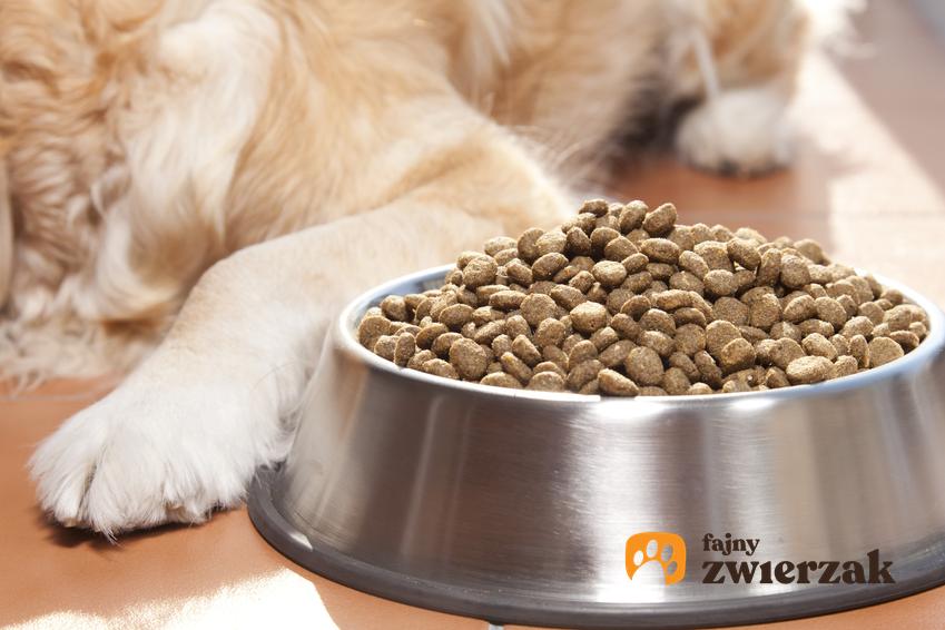 Pies przy pełnej misce suchej karmy, a także polecana karma dla psa, cena i porady