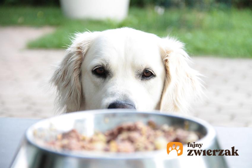 Pies patrzący na miskę pełną mokrej karmy, a także karma dla psa, rodzaje i cena