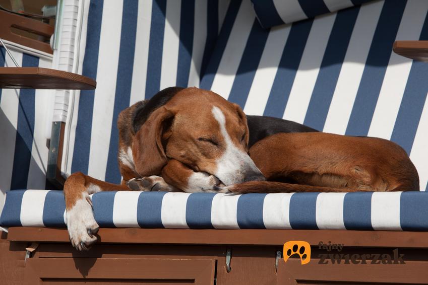 Śpiący pies gończy Hamiltona oraz inne psy gończe i ciekawe rasy psów gończych w Polsce