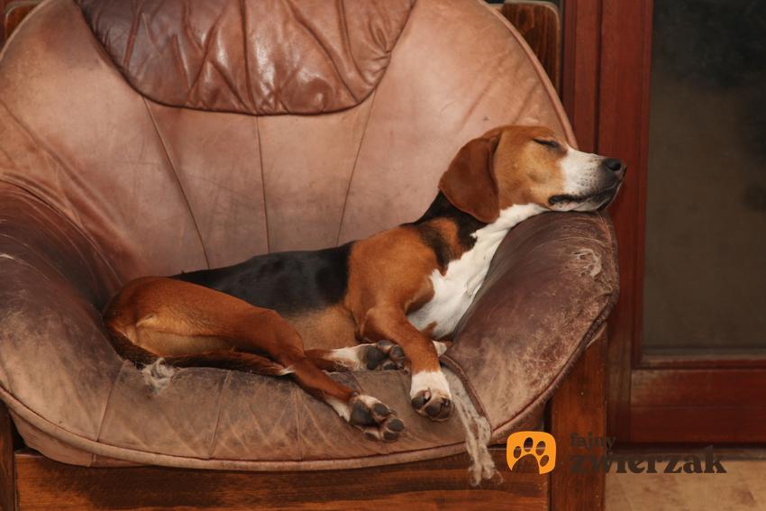 Pies rasy gończy hamiltona leżący na fotelu oraz jego charakter i hodowla