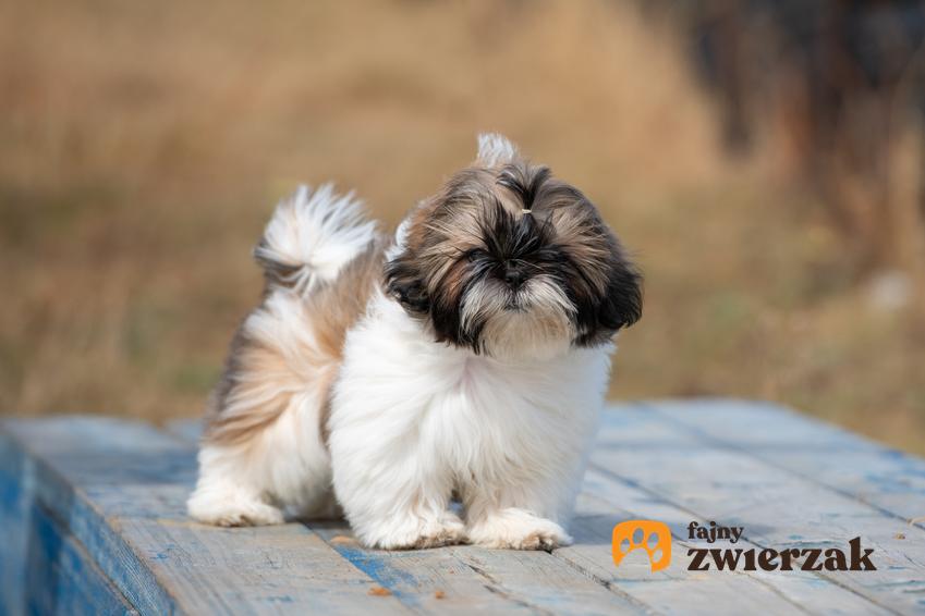 Pies rasy shih tzu, a także porównanie lhasa apso a shih tzu, podobieństwa i różnice