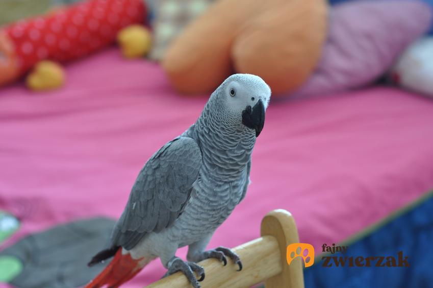 Papuga żako w domu i inne gadające papugi domowe, ciekawoski i porady