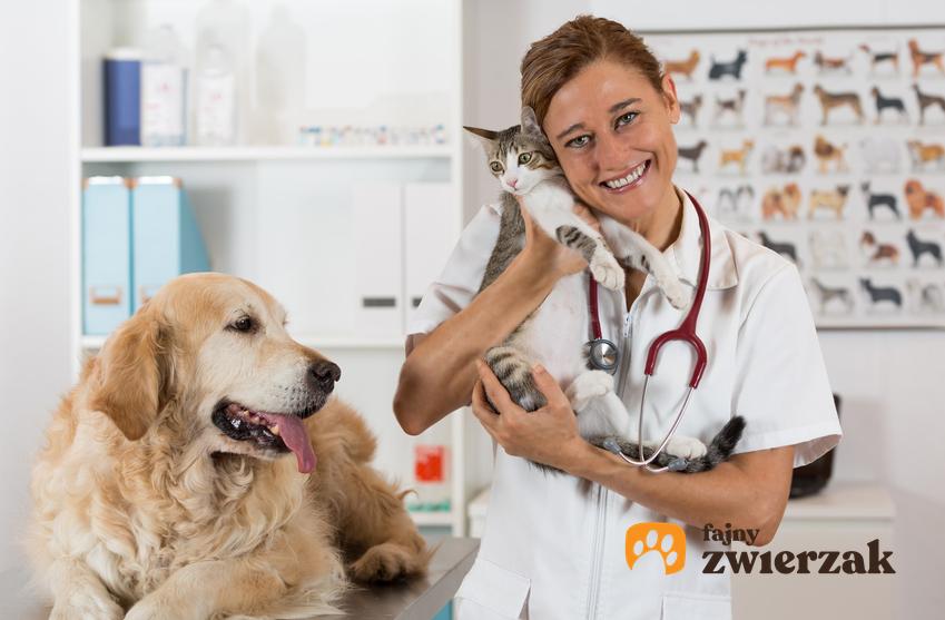 Pies i kot u lekarza weterynarza, a także koronawirus jelitowy, jego objawy i leczenie krok po kroku