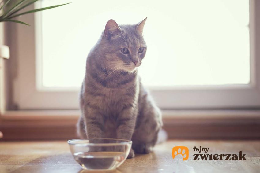 Automatyczne i klasyczne poidełka dla kota to dobre rozwiązanie. Woda dla kota powinna być stale natleniana.