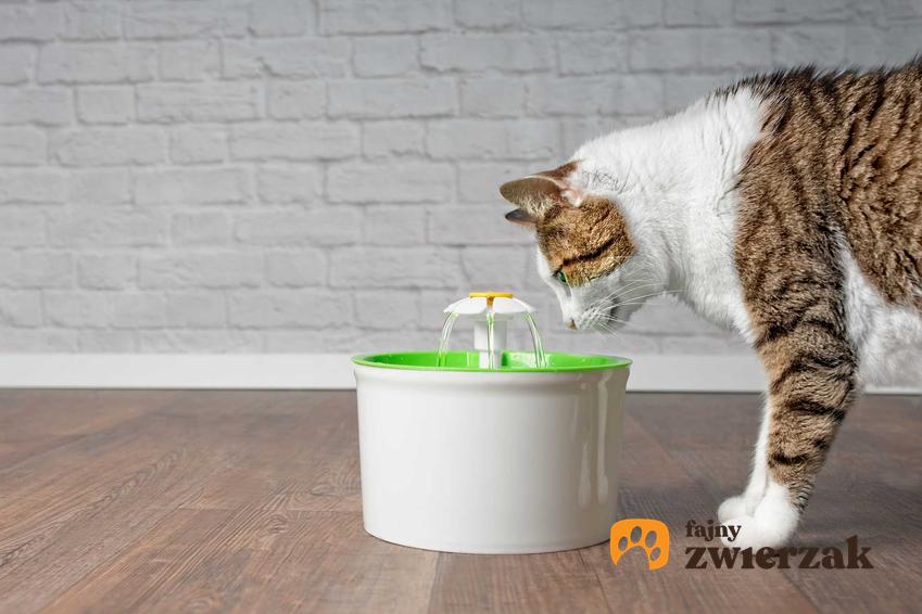 Poidełko fontanna dla kota to dobre rozwiązanie. Poidełko automatyczne zachęca kota do picia.