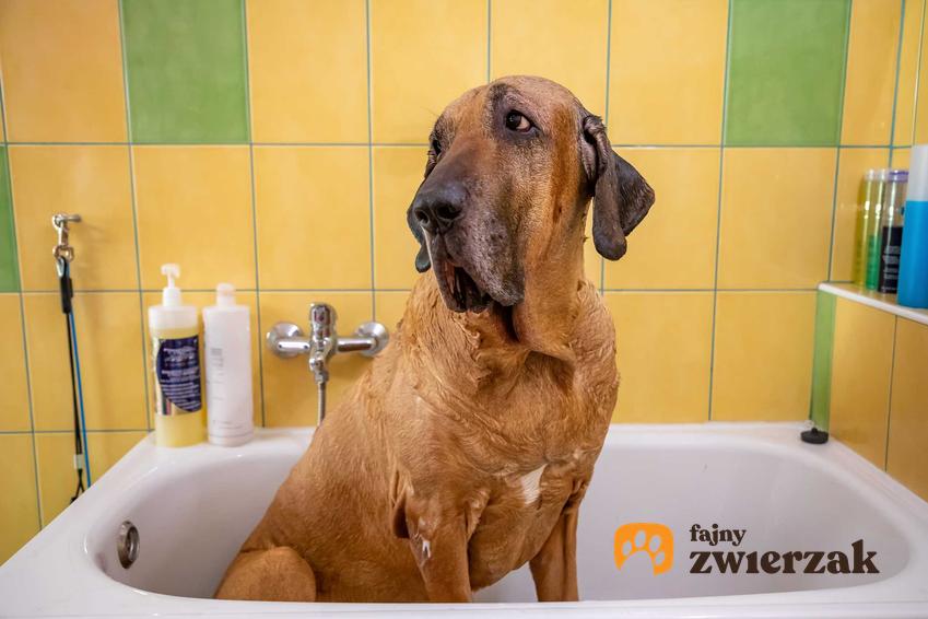 Mastif brazylijski w kąpieli podczas pielęgnacji sierści.