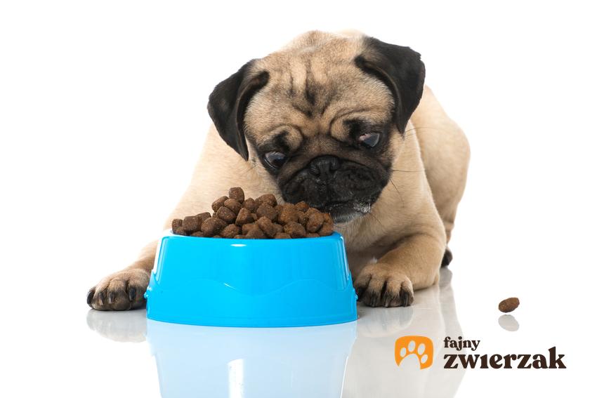 Pies przy misce z karmą, a także karma Royal Canin Gastro Intestinal, jej skład, dawkowanie, rodzaje i cena