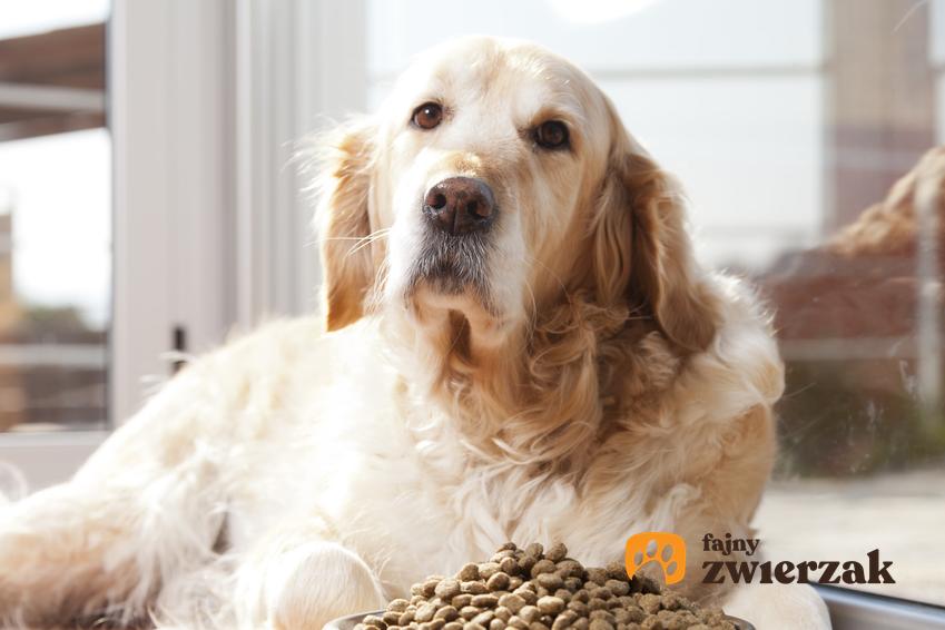 Pies jedzący karmę, a także karma Royal Canin Gastro Intestinal informacje, cena, rodzaje i właściwości