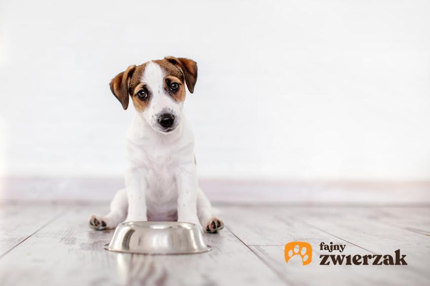 Pies przy misce z karmą, a także sucha karma dla psa, jej skład, dawkowanie, rodzaje i cena