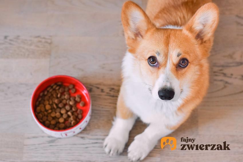 Pies jedzący karmę, a także karma dla psa Josera, informacje, cena, rodzaje i właściwości