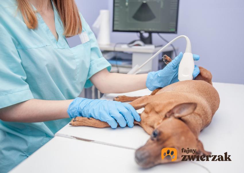 Chory pies u weterynarza, a także jak przebiega zapalenie pęcherza u psa, objawy i leczenie