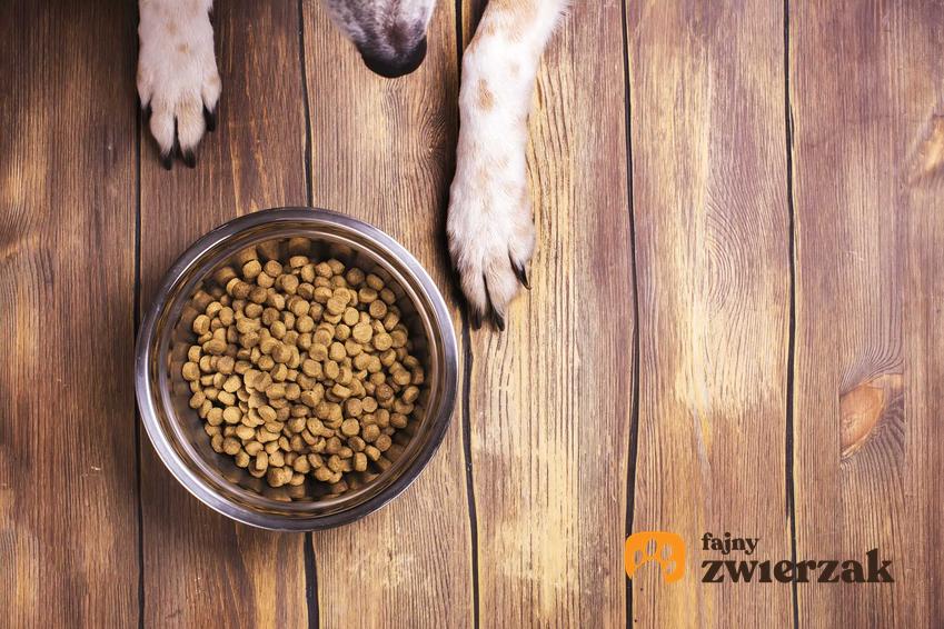 Karma Eukanuba dla psów z nadwagą w misce, a także wartości odżywcze oraz rodzaje karmy dla psów dorosłych.