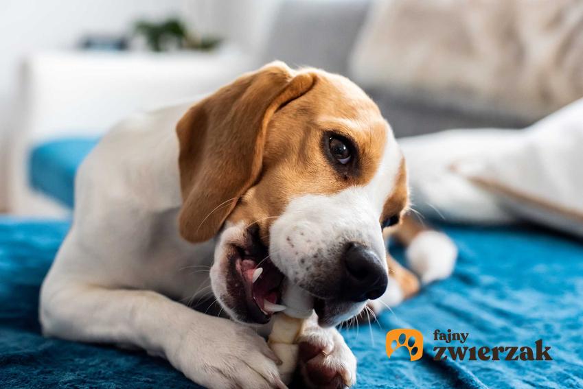 Pies gryzący naturalny gryzak roślinny leżąc na łóżku oraz zastosowanie i gryzienie gryzaków dla psów.