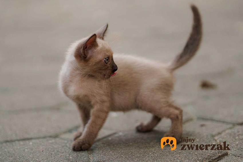 Kocię rasy kot tonkijski o białym futerku oraz informacje o wyglądzie, pielęgnacji oraz hodowli