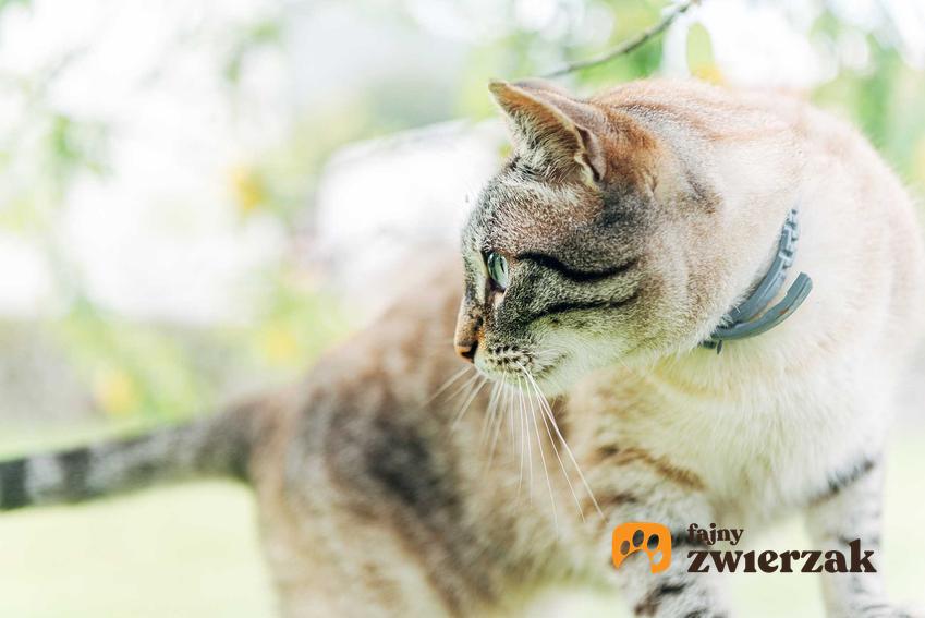 Kot z obrożą Foresto na szyi o burej sierści, a także informacje o zastosowaniu obroży Foresto u kotów