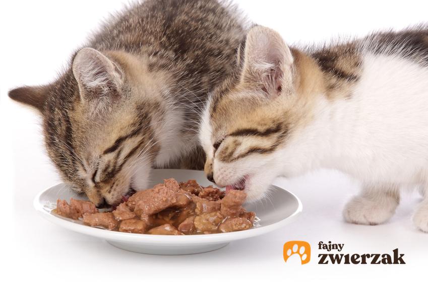 Dwa koty jedzące z misek, a także karma Animonda, jej rodzaje, puszki, cena i porady