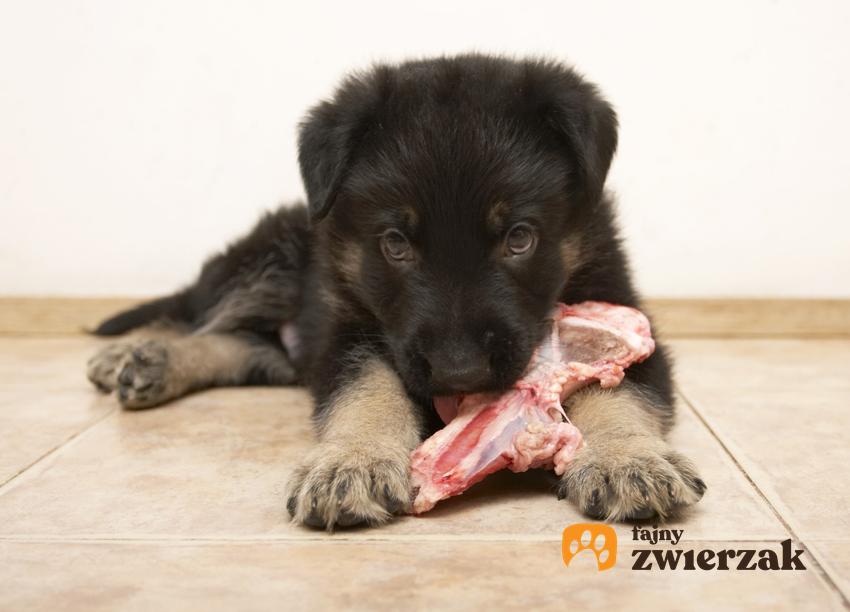 Pies gryzący mięso na podłodze, a także dieta barf dla psa krok po kroku i żywienie