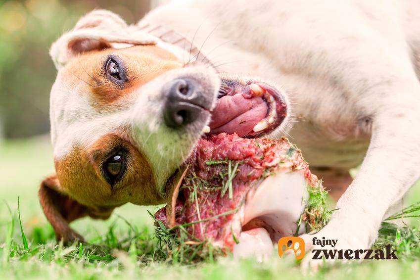 Pies jedzący mięso na trawniku, czyli dieta barf dla psa i jej założenia