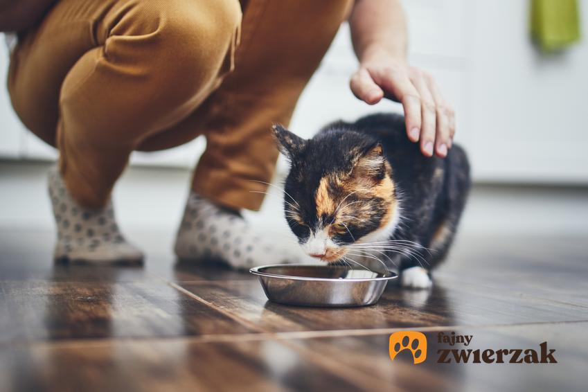 Kot jedzący karmę z miski oraz karma dla psa i dla kota Alpha Spirit, jej rodzaje i skład