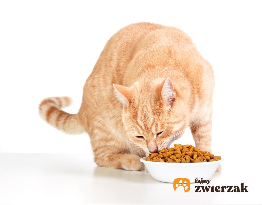 Kot jedzący karmę z miski oraz karma dla kota Smilla, jej rodzaje, cena i skład