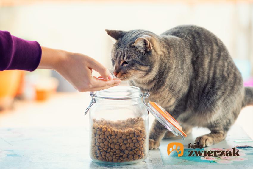 Kot przy słoiku z karmą, a także karma dla kota Kitekat, jej skład i dawkowanie