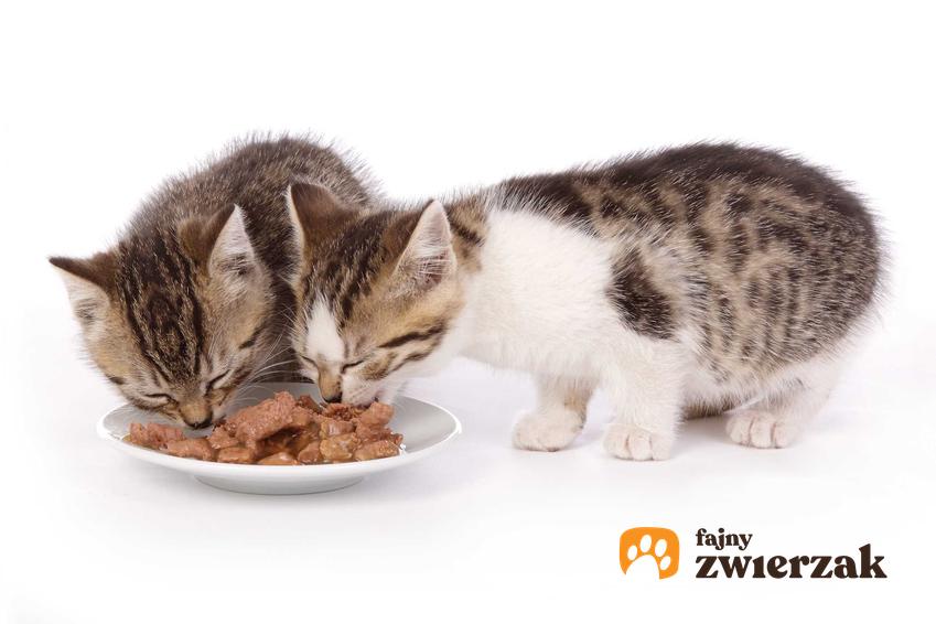 Karma Catz Finefood na talerzyku i dwa jedzące ją kotki, a także właściwości odżywcze, skład, rodzaje i ceny za opakowanie