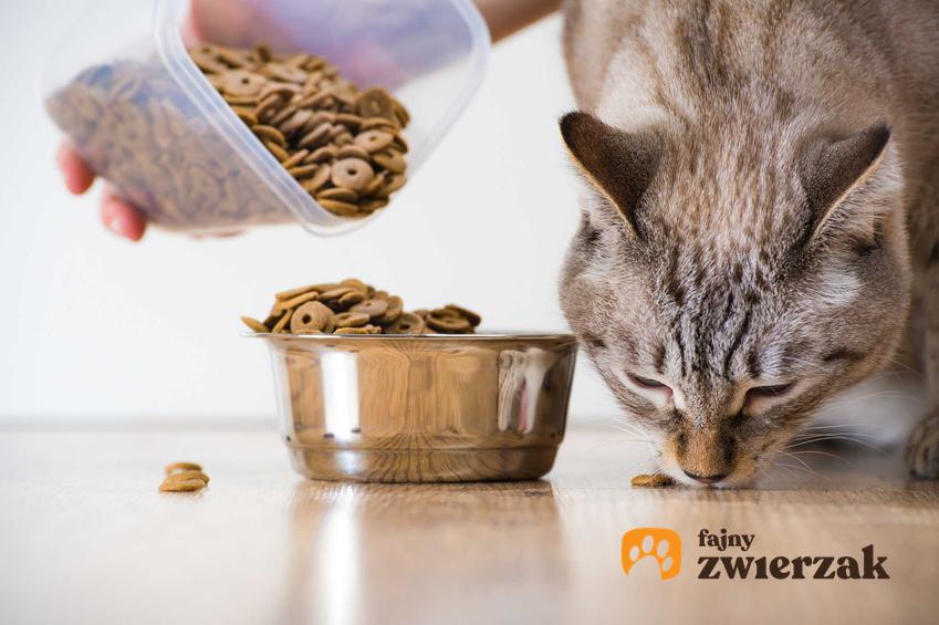 Sucha karma dla kota wsypywana do miski i jedzący kot, a także wybór, jakość i skład
