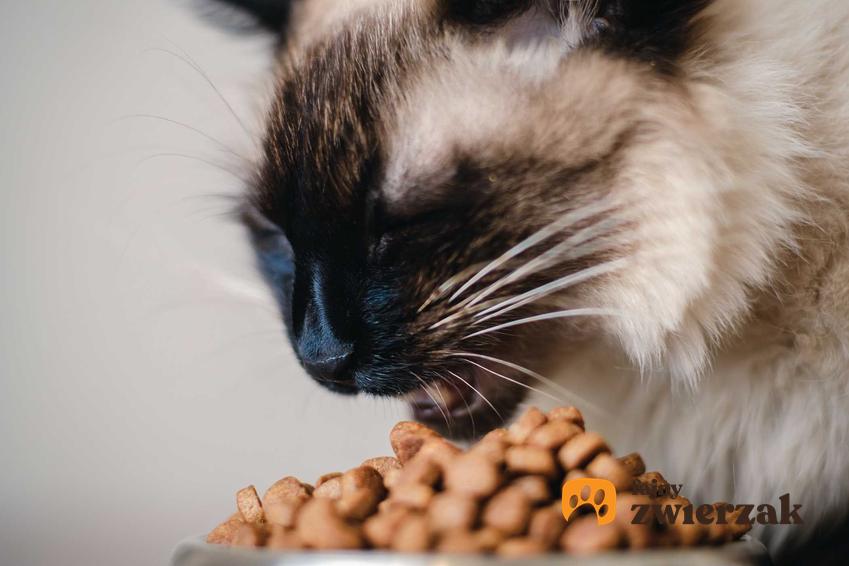Kot jedzący karmę Whiskas, a także porady właścicieli, opinie, skład oraz składniki odżywcze w różnych rodzajach