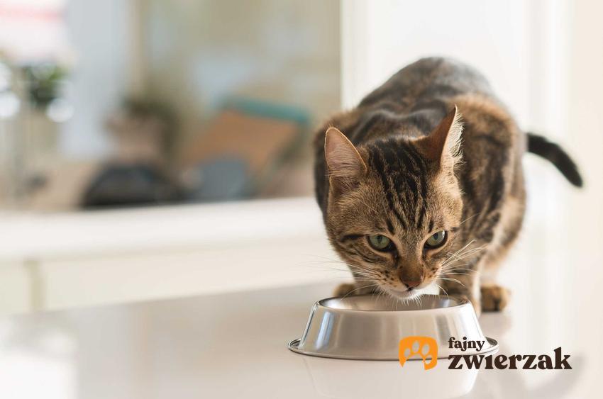 Karma Animonda dla kota w miseczce i jedzący kot, a także rodzaje, wartości odżywcze oraz składniki