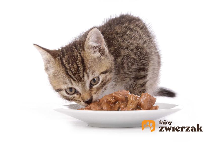 Karma Granatapet na talerzyku i jedzący kotek, a także skład, wartości odżywcze oraz opinie i rodzaje