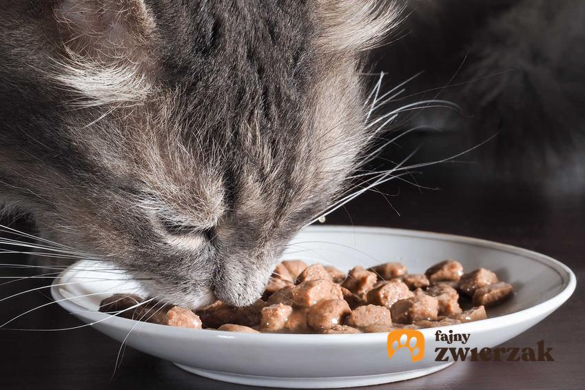 Karma Schesir na talerzyku i jedzący kot, a także skład, wartości odżywcze oraz najlepsze rodzaje dla kota