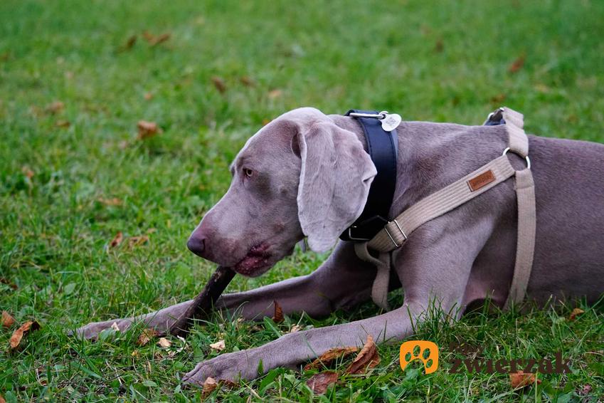 Pies wyżeł niebieski gryzący patyk na trawie, a także pielęgnacja, wygląd oraz porady