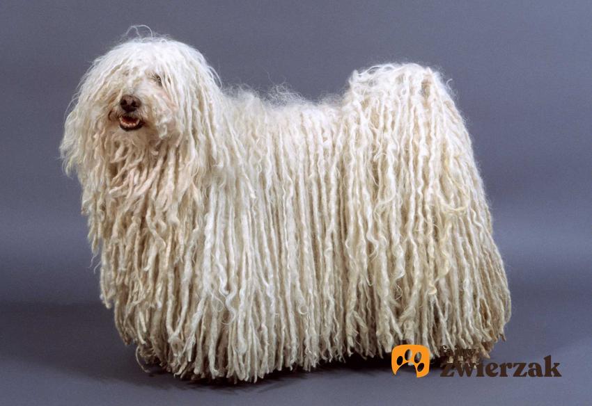 Pies Puli o białej sierści stojący przy ścianie, a także informacje o pielęgnacji, wygląd, opis, usposobienie i wymagania