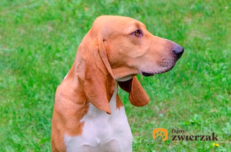 Pies rasy gończy szwajcarski na tle zieleni, a także jego opis, charakter, usposobienie i cena