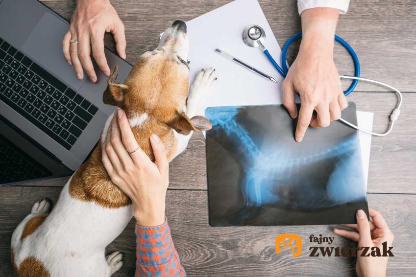 Leczenie dysplazji stawu łokciowego u psa u weterynarza, a także diagnoza i objawy