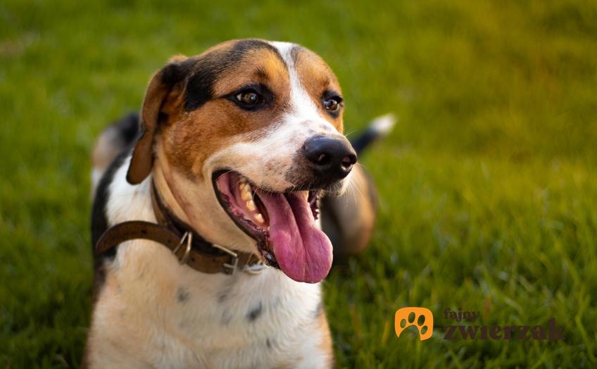 Pies rasy foxhound amerykański podczas spaceru, a także jego usposobienie, hodowla i cena
