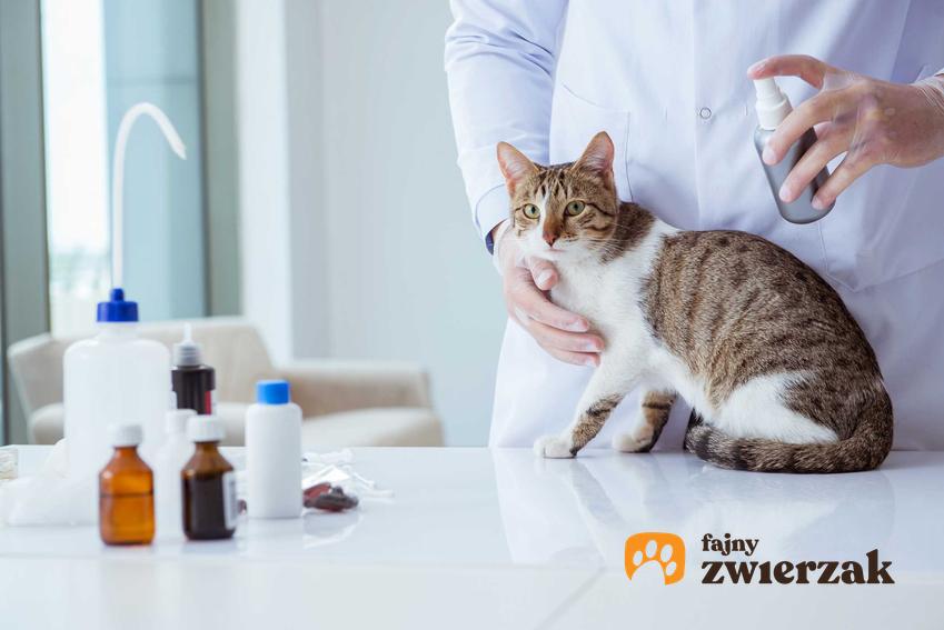Preparat na kleszcze w sprayu aplikowany na kark kota, a także skuteczne środki, zastosowanie, opinie i działanie