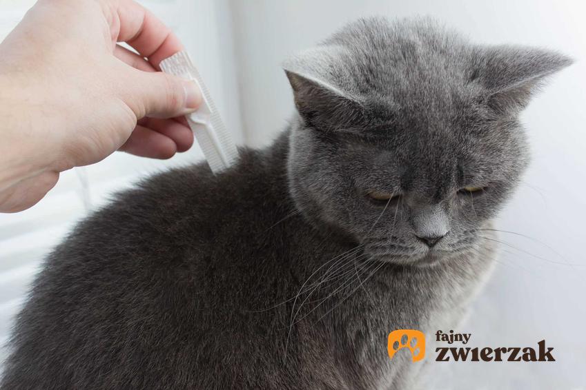 Krople dla kota na kleszcze aplikowane na kark przez weterynarza, a także zastosowanie, ceny i opinie