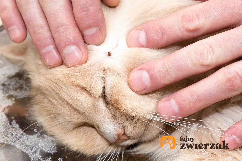 Kleszcz u kota obok ucha, a także rozpoznawianie problemu, usuwanie kleszcza i możliwe skutki uboczne