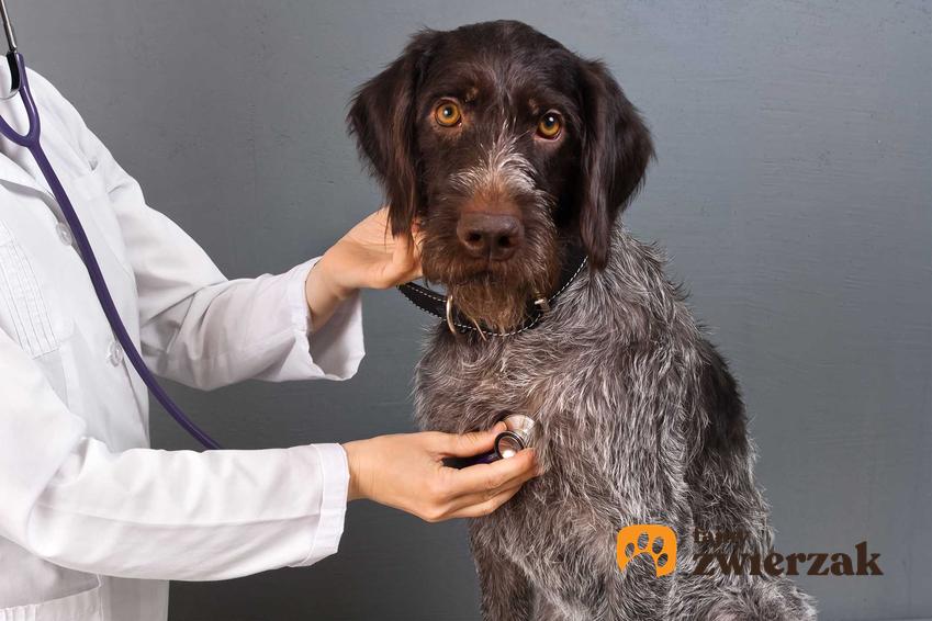 Kaszel kenelowy u psa owczarka, badanego przez weterynarza w leczniczy, a także przyczyny, objawy oraz leczenie