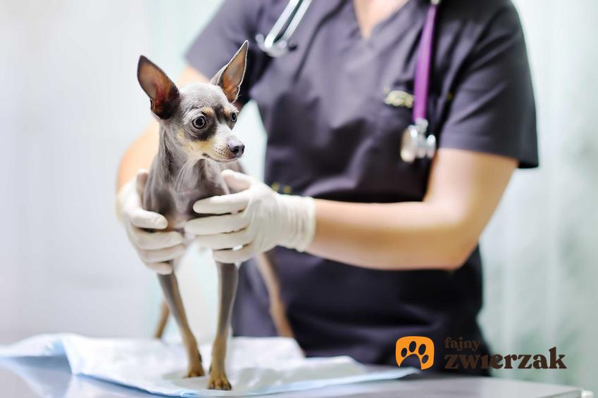 Kaszel kenelowy u psa badanego przez weterynarza, a także leczenie, przyczyny i najważniejsze objawy