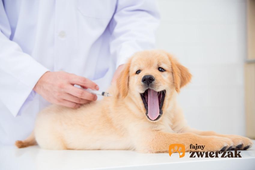 Собака у ветеринара во время вакцинации, т.е. календарь и график прививок собаки