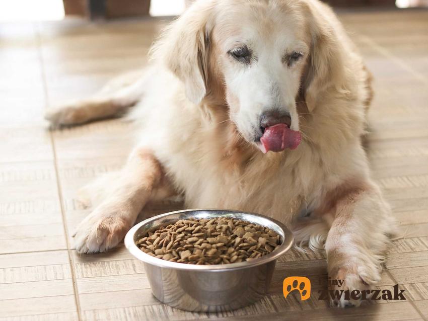 Pies jedzący karmę suchą Royal Canin z miski, a także cena, rodzaje, skład suchej karmy i opinie