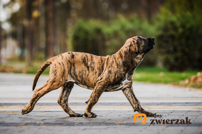 Pies rasy fila brasileiro podczas spaceru, a także jego charakter, wychowanie i cena