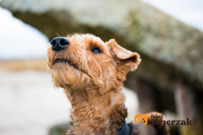 Pies rasy terier walijski na łonie natury, a także hodowla teriera walijskiego i cena za szczeniaki