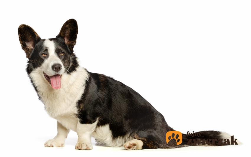 Pies rasy welsh corgi cardigan na białym tle, a także jego charakter, wychowanie i cena